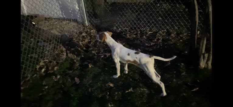 Texie, a Pointer and Llewellin Setter mix tested with EmbarkVet.com