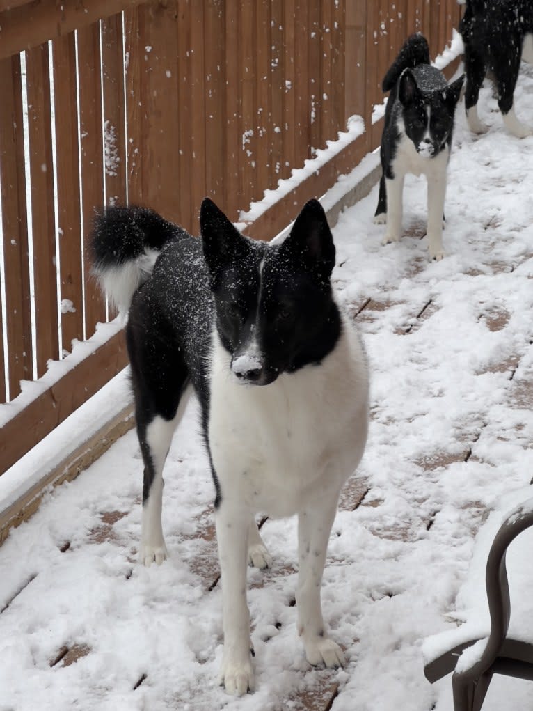 Izzy, a Karelian Bear Dog tested with EmbarkVet.com