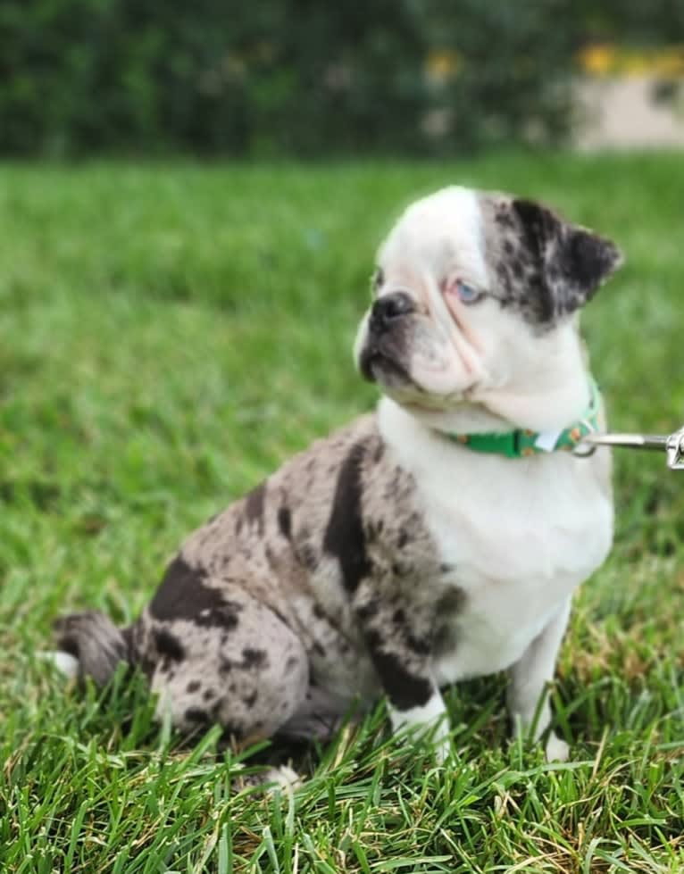 Waldo, a Pug tested with EmbarkVet.com