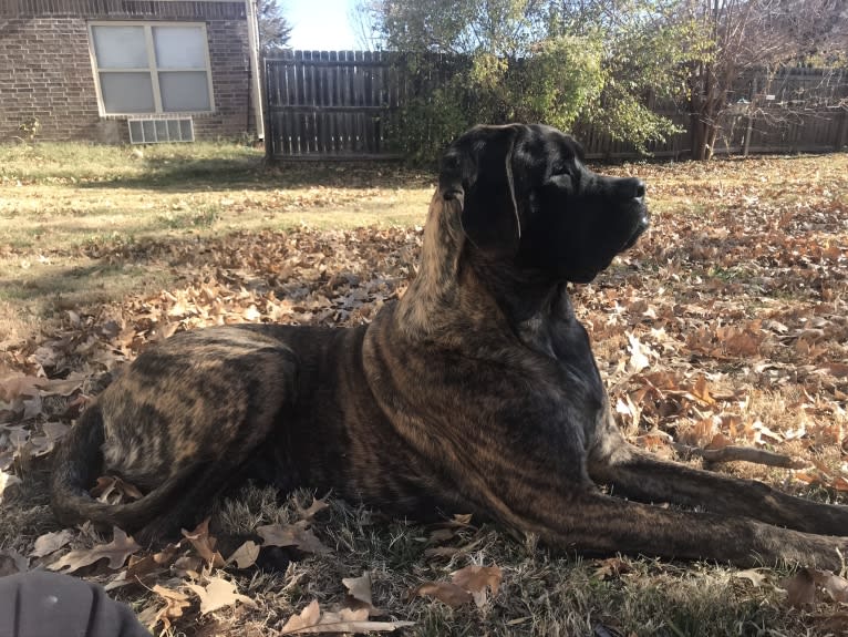 Calliope Jo Prudence Plein, a Mastiff tested with EmbarkVet.com