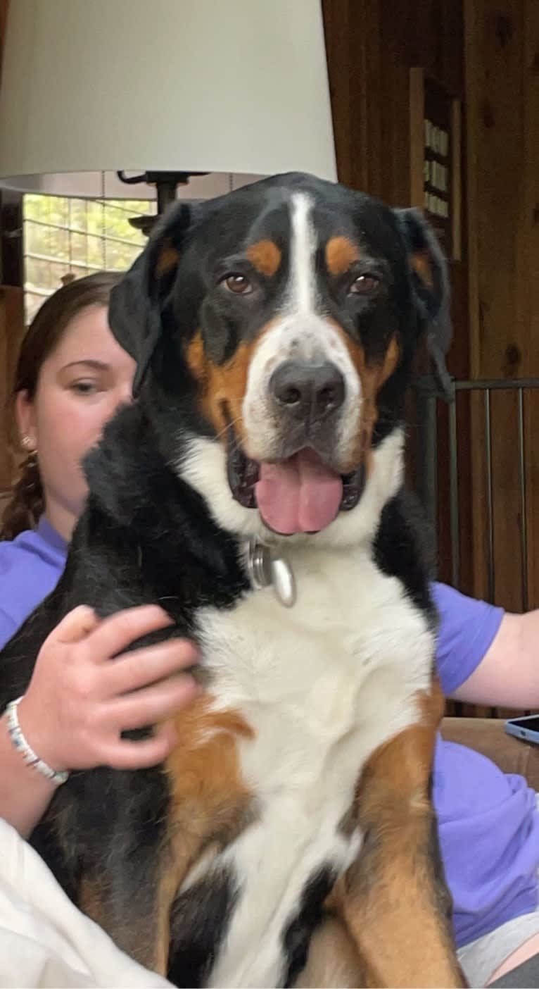 Finley, a Greater Swiss Mountain Dog tested with EmbarkVet.com