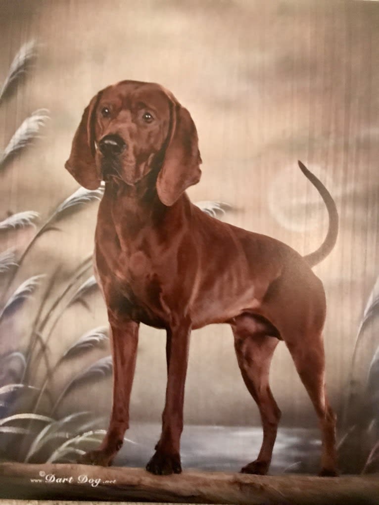 Toretto, a Redbone Coonhound tested with EmbarkVet.com