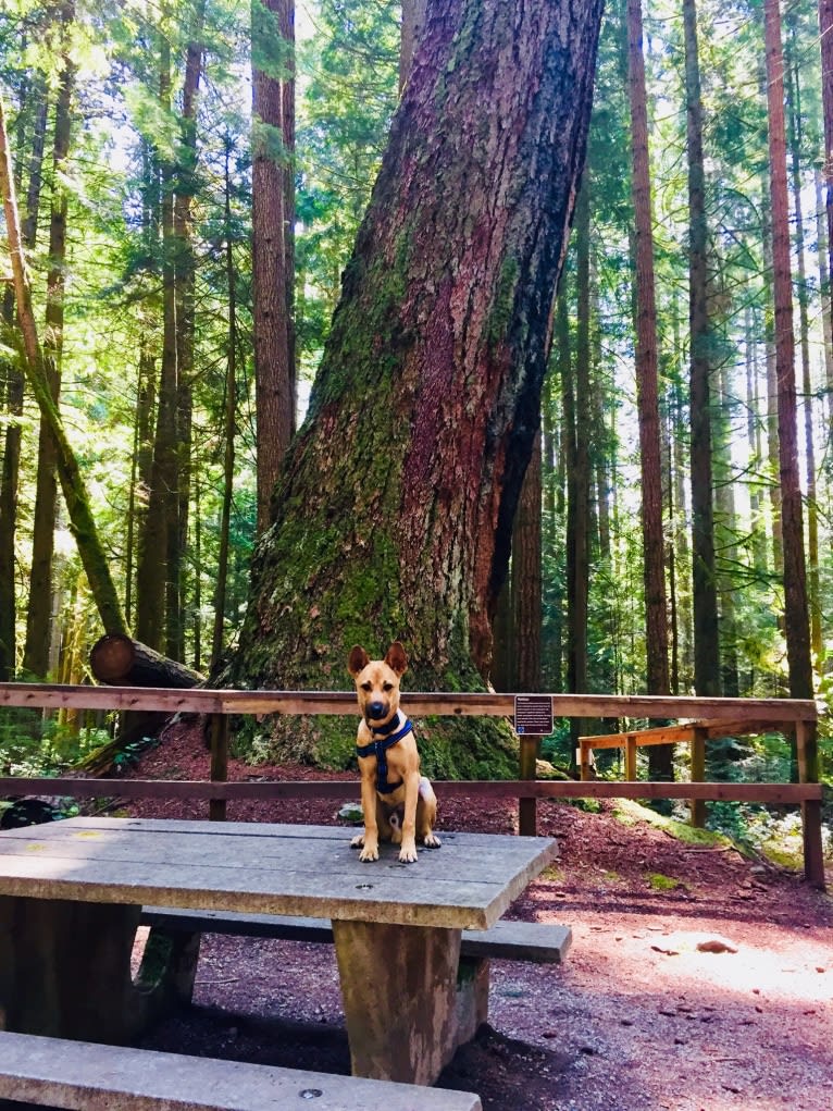 Oliver, a Formosan Mountain Dog tested with EmbarkVet.com