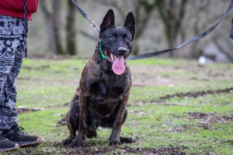 Static, a Dutch Shepherd tested with EmbarkVet.com