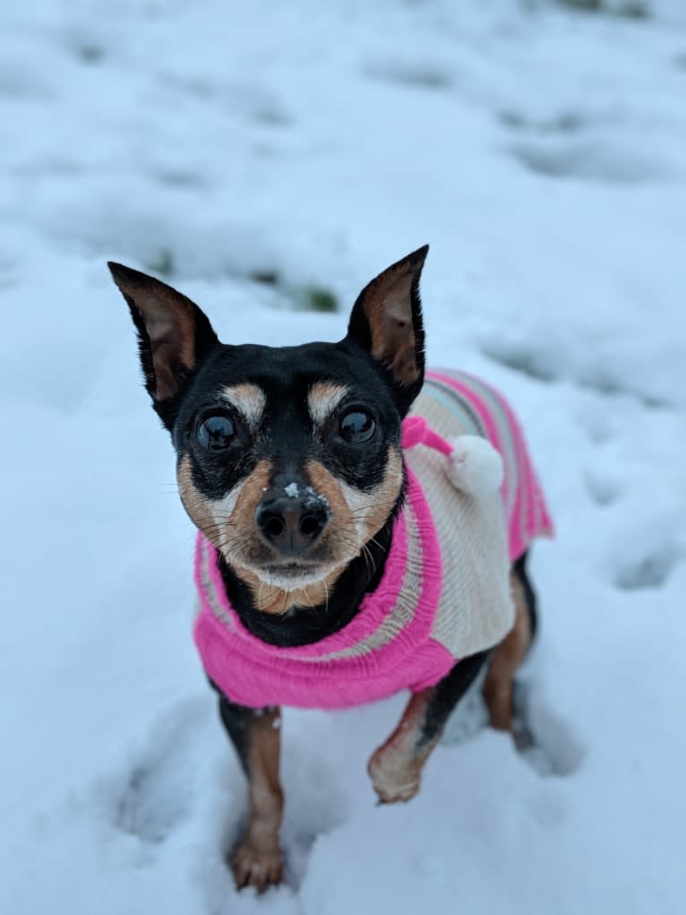 Kaidyn, a Miniature Pinscher tested with EmbarkVet.com