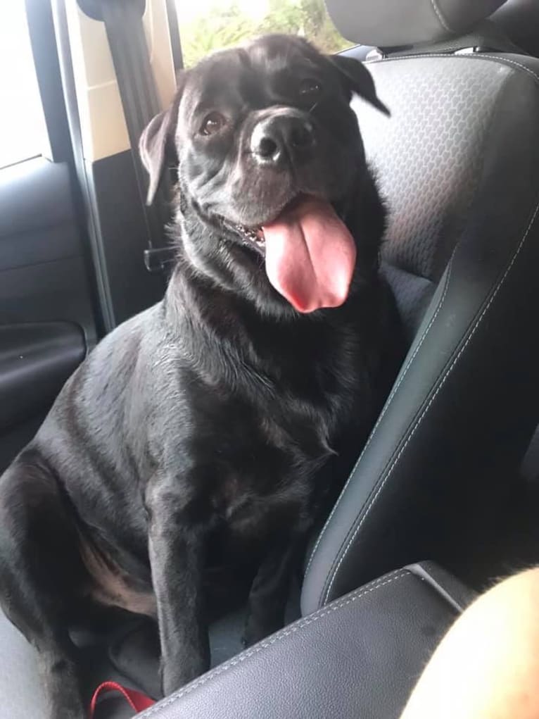 Benjen, a Bulldog and Neapolitan Mastiff mix tested with EmbarkVet.com