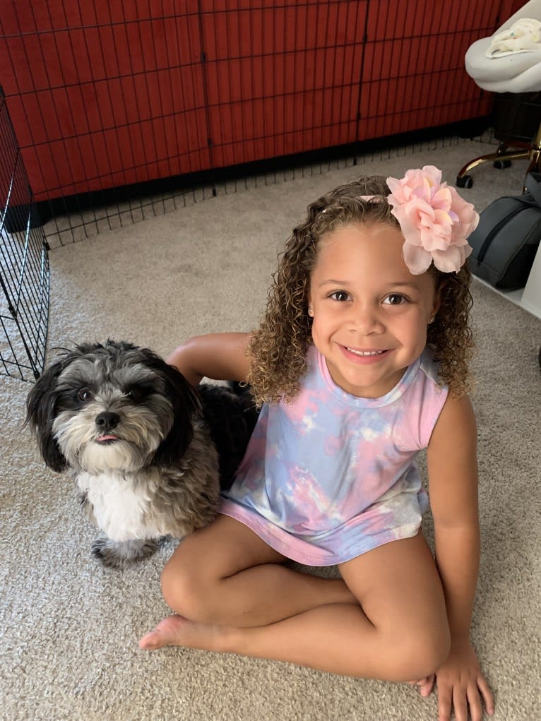 Bella, a Lhasa Apso and Poodle (Small) mix tested with EmbarkVet.com
