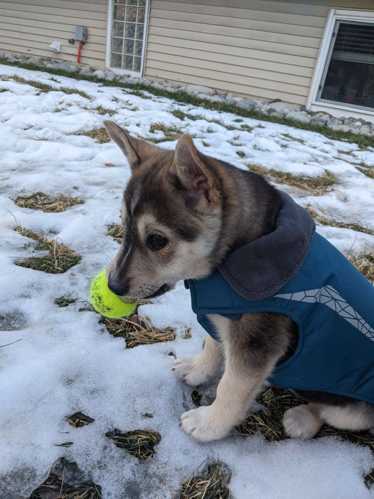 Max, a German Shepherd Dog and Alaskan Malamute mix tested with EmbarkVet.com