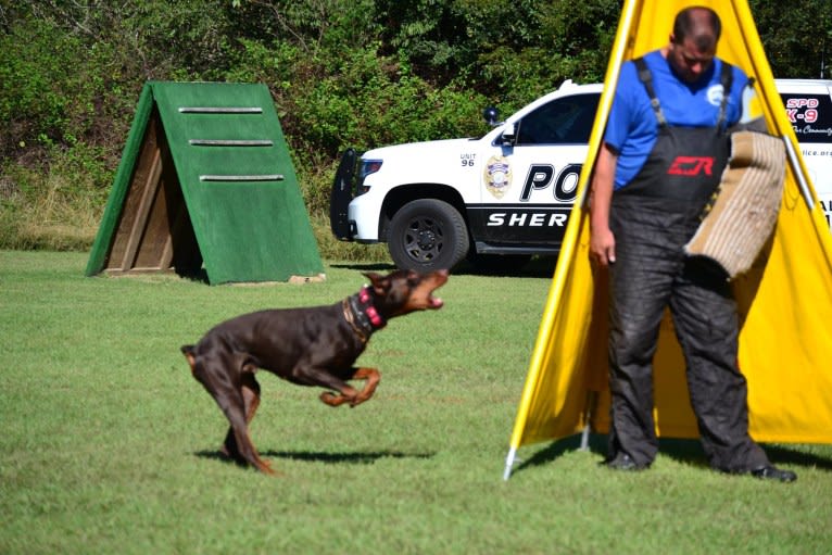 Enzo, a Doberman Pinscher tested with EmbarkVet.com