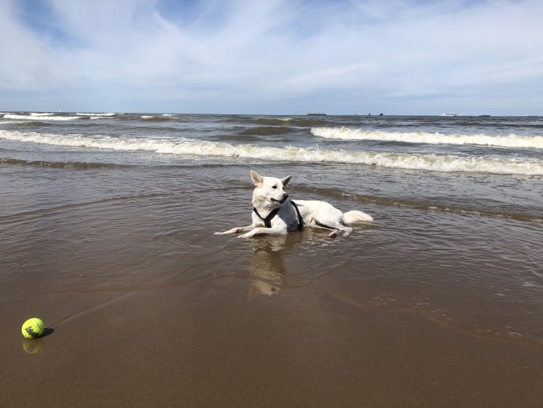 Calaf Storytelling, a Canaan Dog tested with EmbarkVet.com