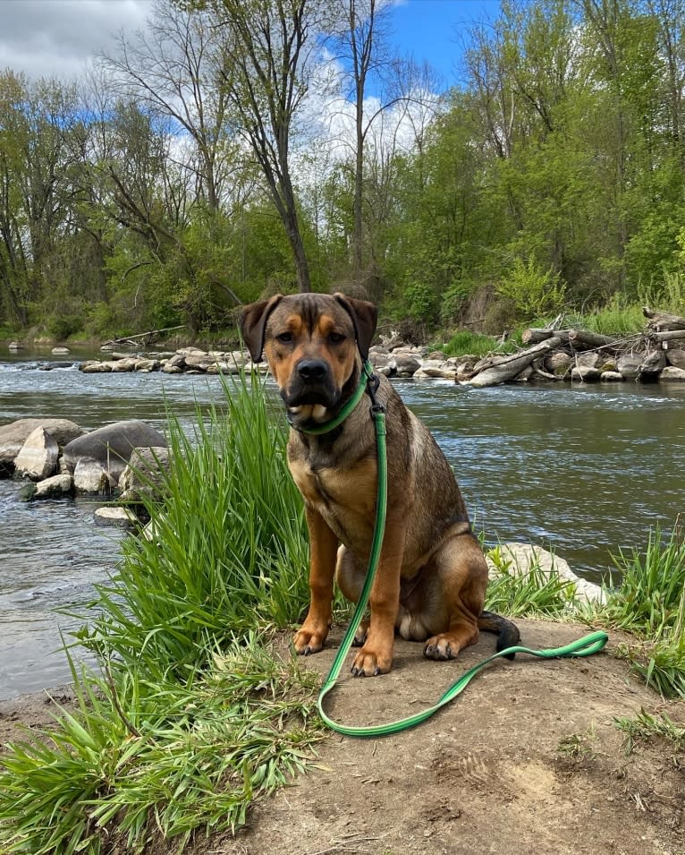 Lenny, a Rottweiler and American Pit Bull Terrier mix tested with EmbarkVet.com