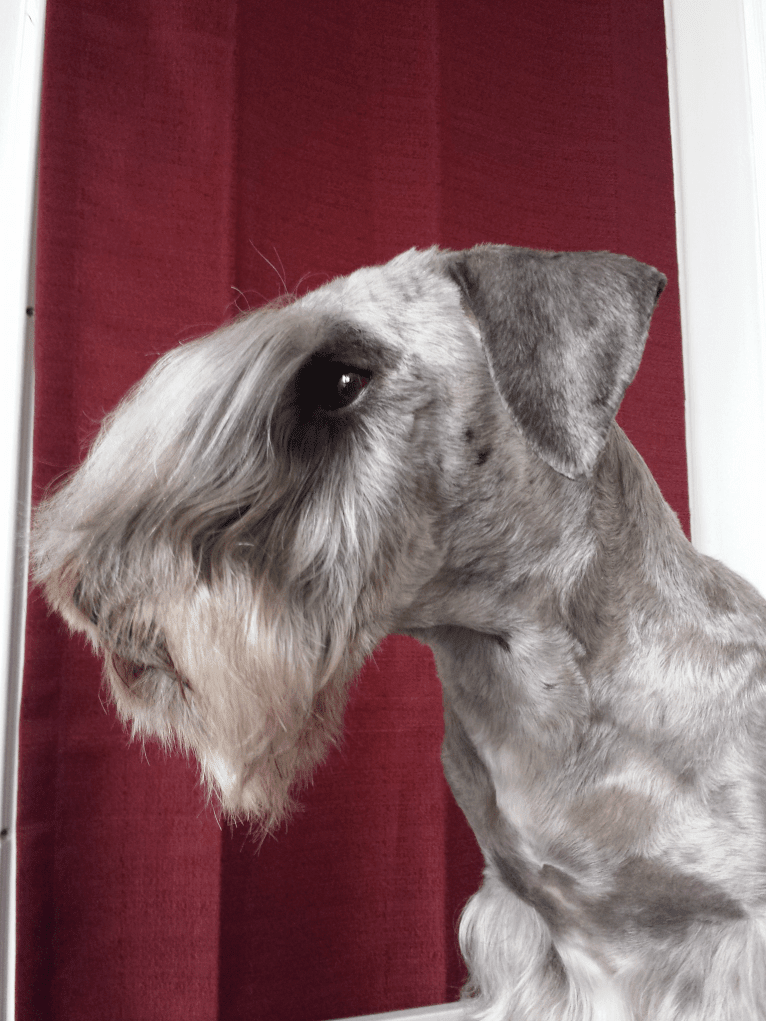 Audrey, a Cesky Terrier tested with EmbarkVet.com