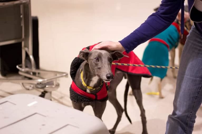 Whiskey, a Greyhound tested with EmbarkVet.com