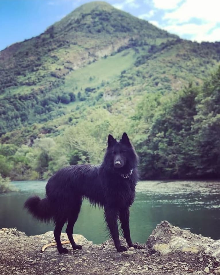 Minuit, a Belgian Shepherd tested with EmbarkVet.com