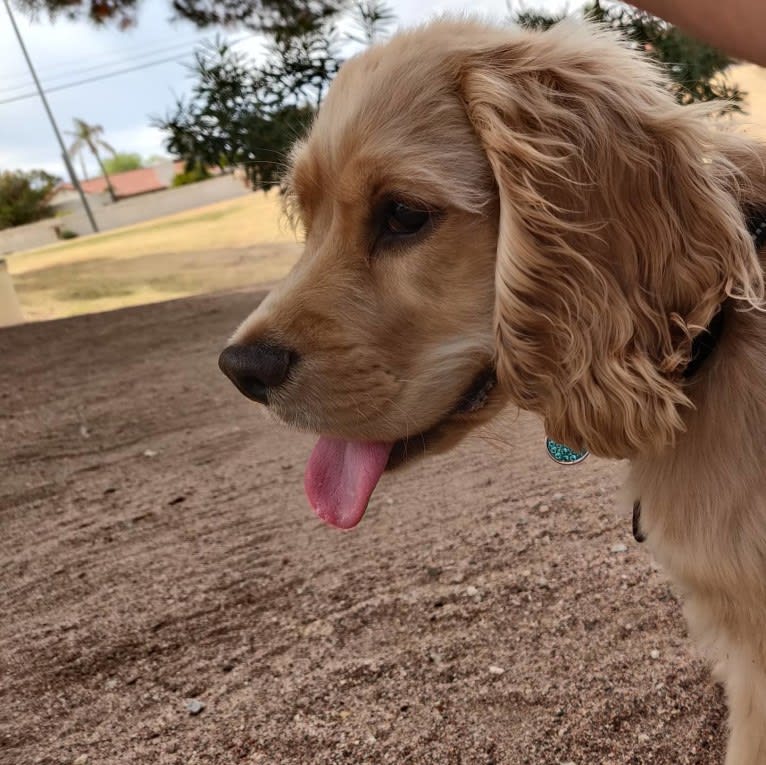 Linus, a Cocker Spaniel and English Cocker Spaniel mix tested with EmbarkVet.com