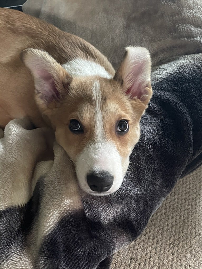 Echo, a Border Collie and German Shepherd Dog mix tested with EmbarkVet.com