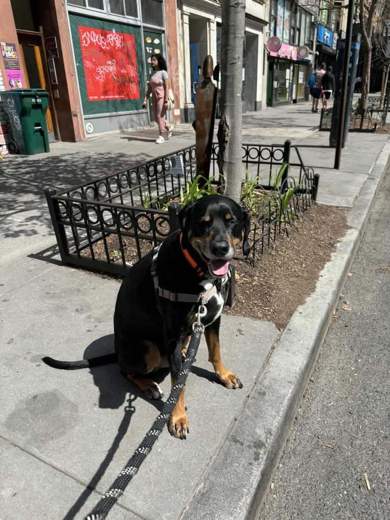 Andy, a Treeing Walker Coonhound and Redbone Coonhound mix tested with EmbarkVet.com