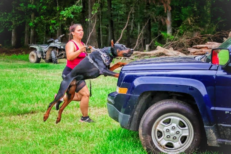 Duke, a Doberman Pinscher tested with EmbarkVet.com