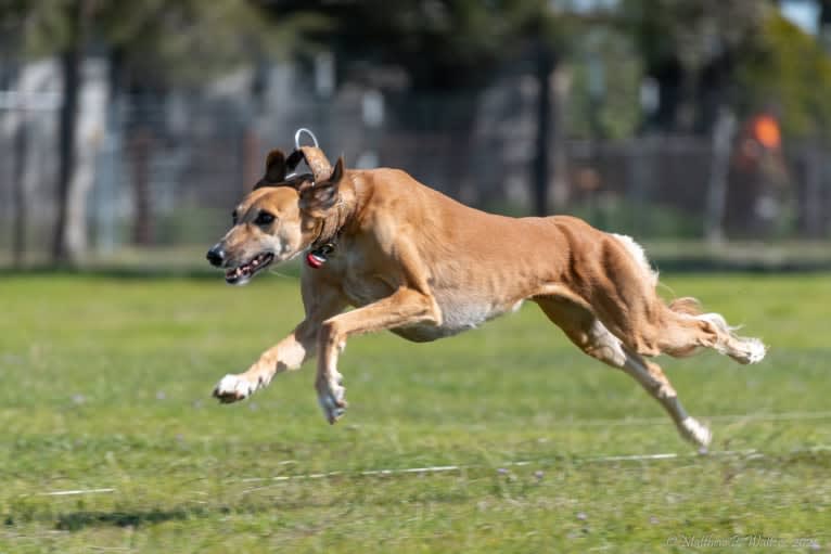 Sahara, a Saluki tested with EmbarkVet.com