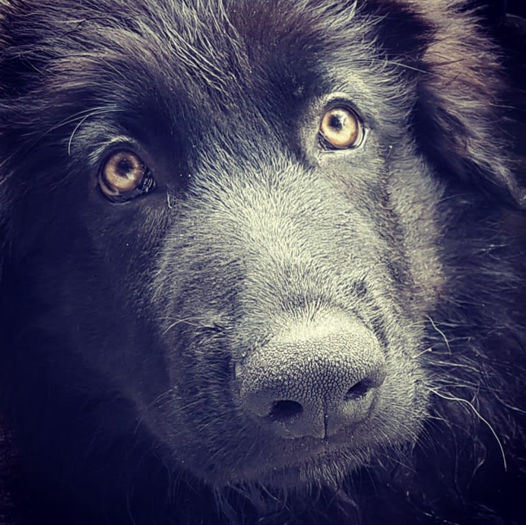 Jaromir, a German Shepherd Dog tested with EmbarkVet.com