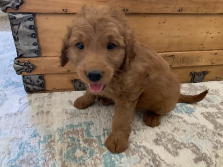 Gray Collar, a Goldendoodle tested with EmbarkVet.com