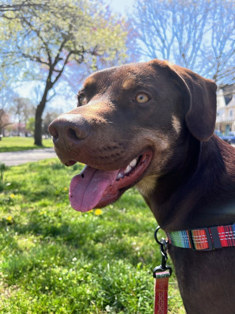 Bustelo, an American Pit Bull Terrier and Australian Cattle Dog mix tested with EmbarkVet.com