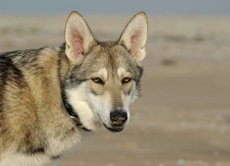 Enya, a Saarloos Wolfdog tested with EmbarkVet.com