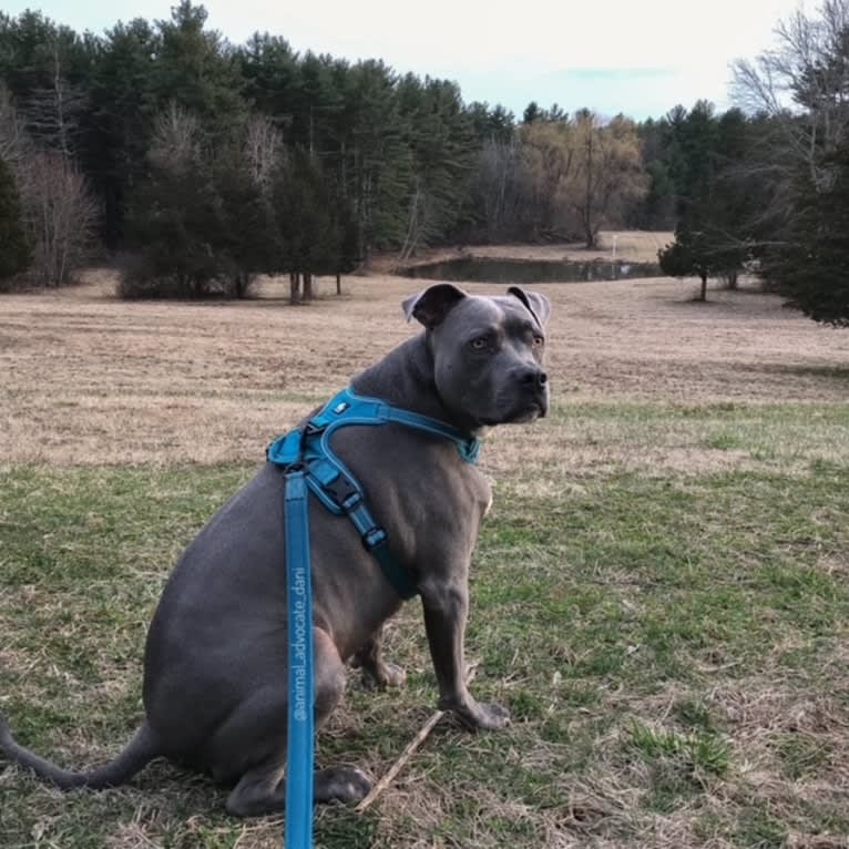 Wallace, a Staffordshire Terrier tested with EmbarkVet.com