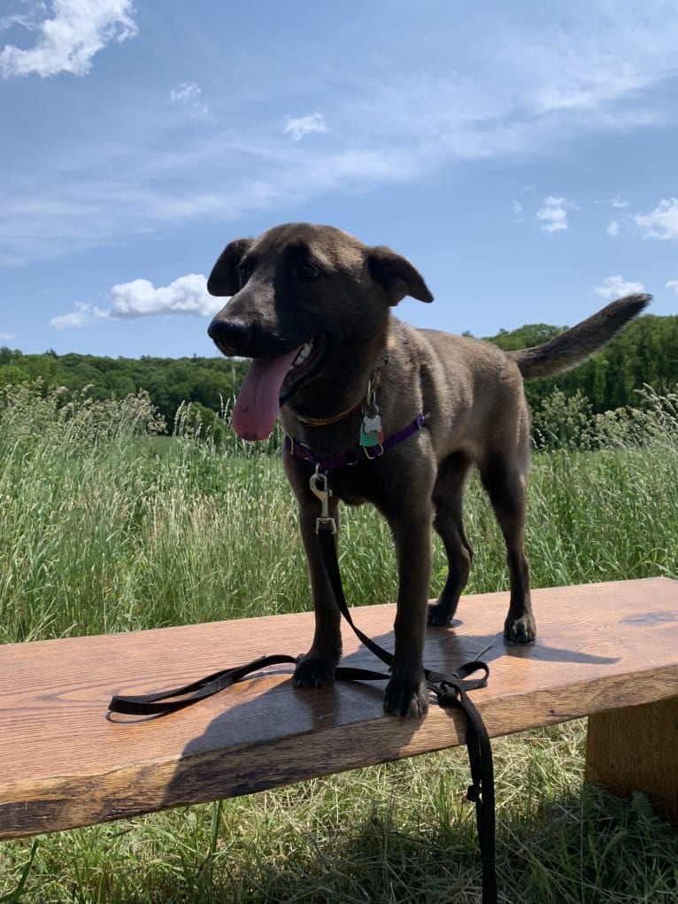 Gracie, an American Pit Bull Terrier and Labrador Retriever mix tested with EmbarkVet.com