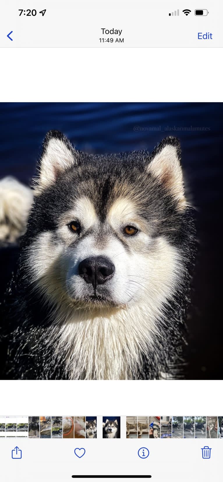 Brazen, an Alaskan Malamute tested with EmbarkVet.com