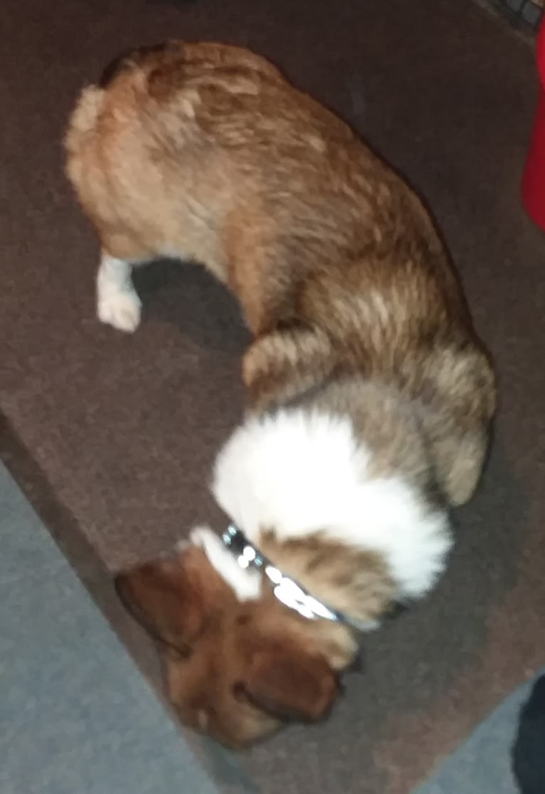 Miles, a Pembroke Welsh Corgi tested with EmbarkVet.com