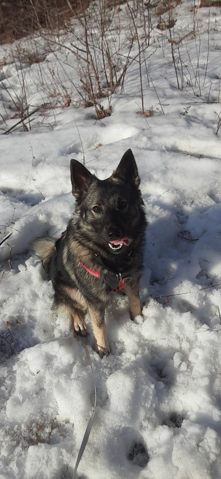 Ellie, a Norwegian Elkhound tested with EmbarkVet.com