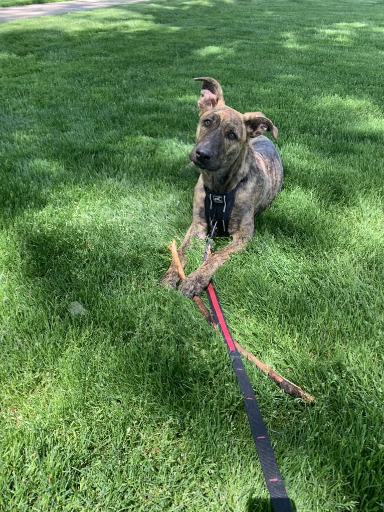 Rory, a German Shepherd Dog and American Pit Bull Terrier mix tested with EmbarkVet.com