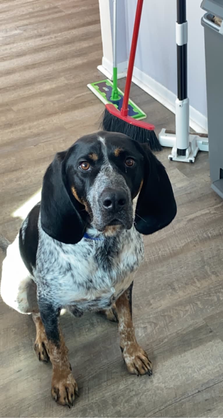 Leroy, a Bluetick Coonhound tested with EmbarkVet.com