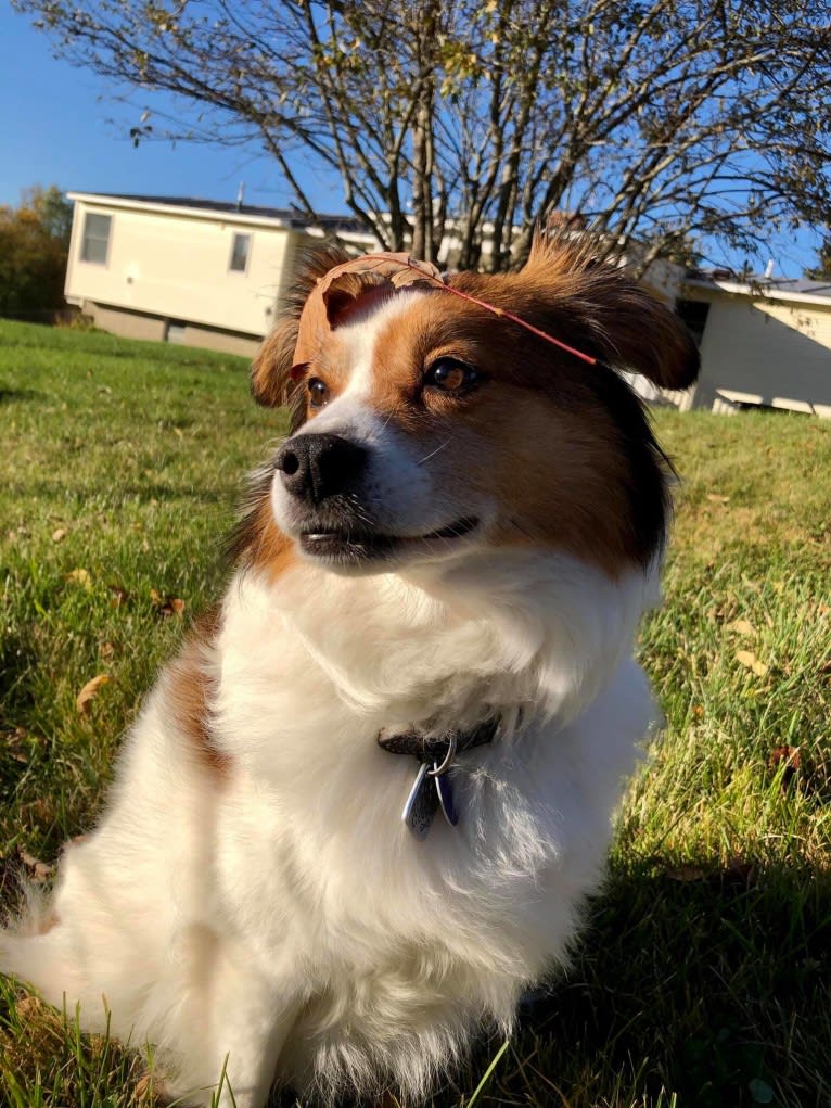 Cooper, an Australian Cattle Dog and Shih Tzu mix tested with EmbarkVet.com