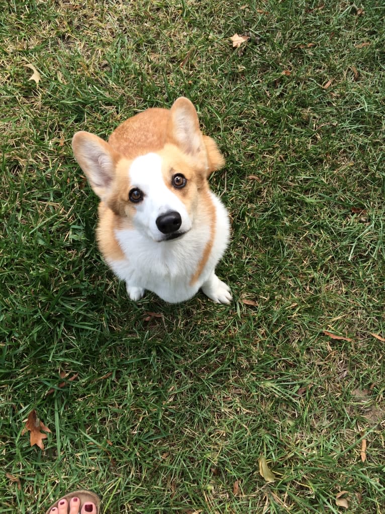 Clark, a Pembroke Welsh Corgi tested with EmbarkVet.com