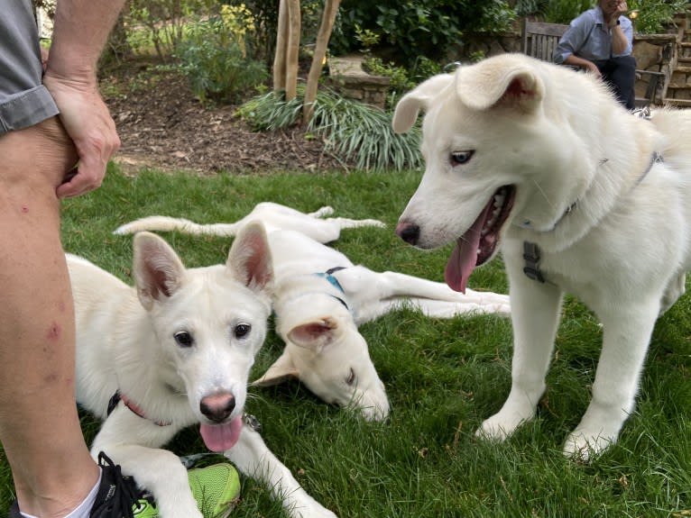 Dash, a Gerberian Shepsky (12.7% unresolved) tested with EmbarkVet.com