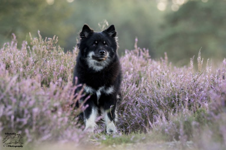 Gaia, a Finnish Lapphund tested with EmbarkVet.com