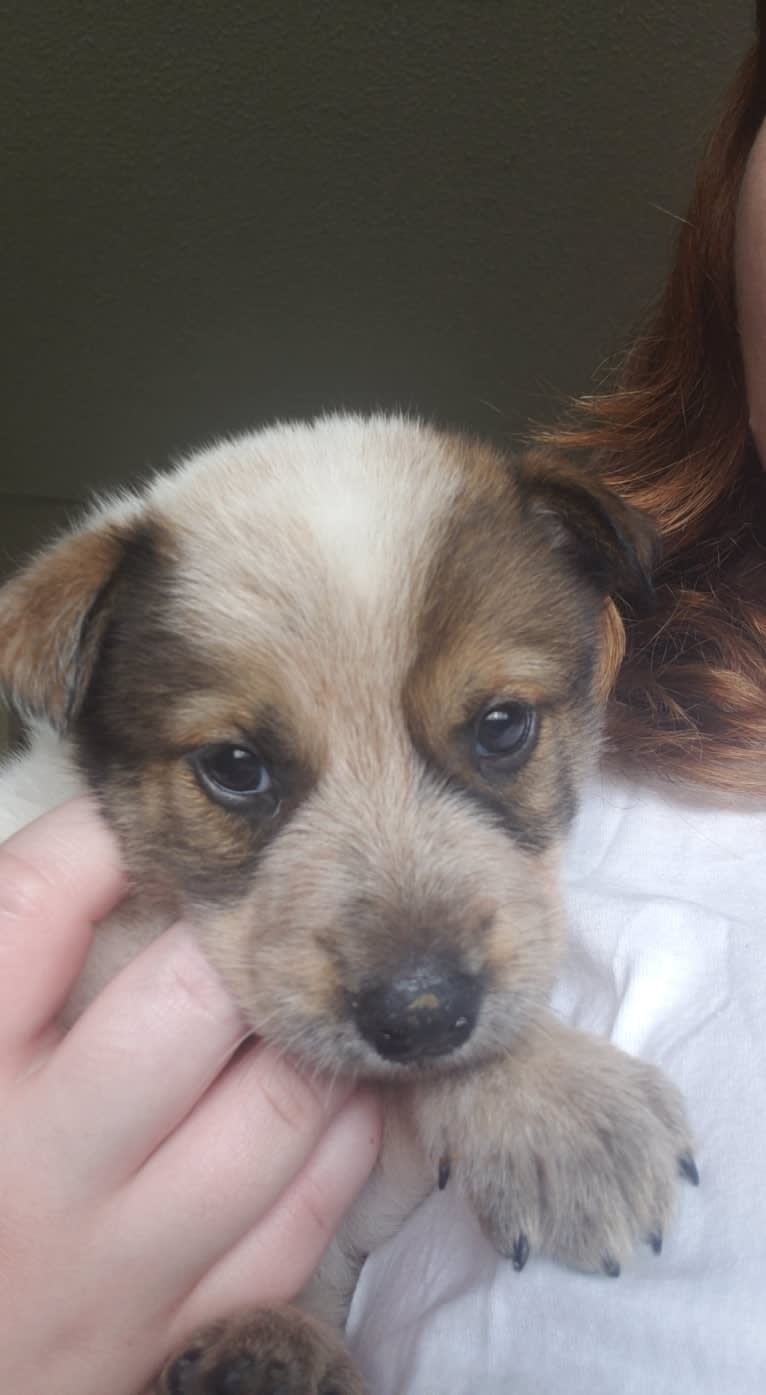 Brutus, an Australian Cattle Dog and Great Pyrenees mix tested with EmbarkVet.com