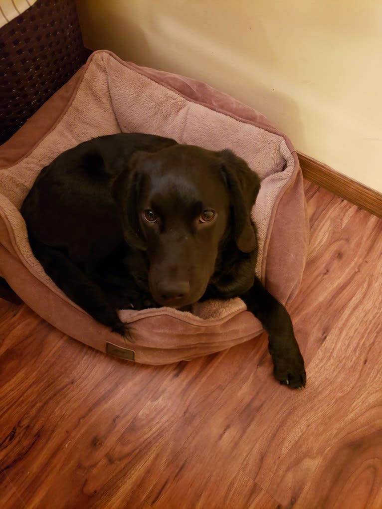 Buddy, an American Water Spaniel and Golden Retriever mix tested with EmbarkVet.com