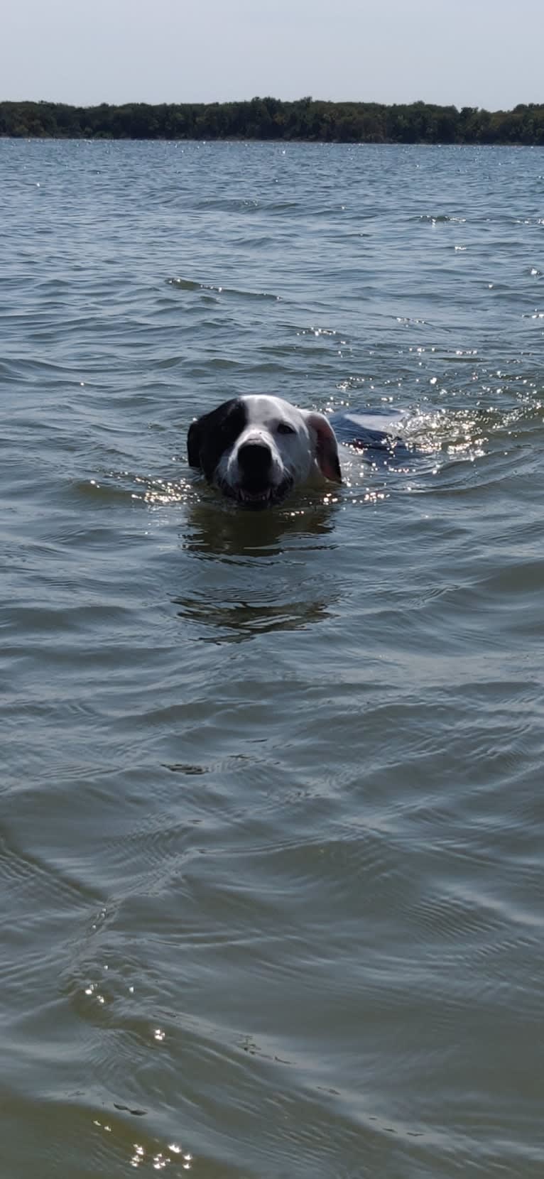 Chance, a German Shorthaired Pointer and Border Collie mix tested with EmbarkVet.com