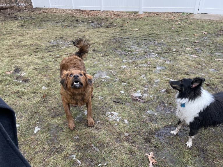 Milkyway Grizzly Adams, a Poodle (Standard) and Australian Cattle Dog mix tested with EmbarkVet.com