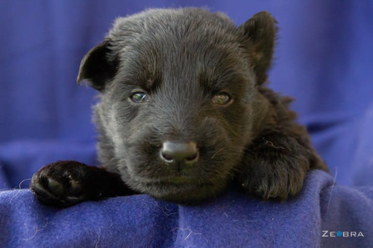 Hakuna Matata of Wolfcubs, a German Shepherd Dog tested with EmbarkVet.com