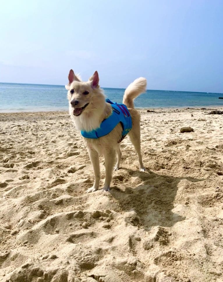 Winnie Vulpix, a Formosan Mountain Dog tested with EmbarkVet.com