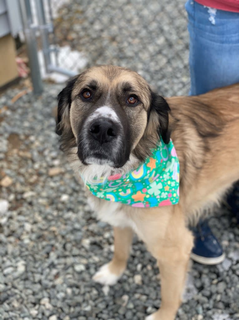 Maverick, a Great Pyrenees and Anatolian Shepherd Dog mix tested with EmbarkVet.com