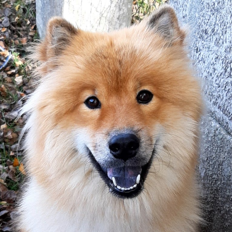 Mini, an Eurasier tested with EmbarkVet.com