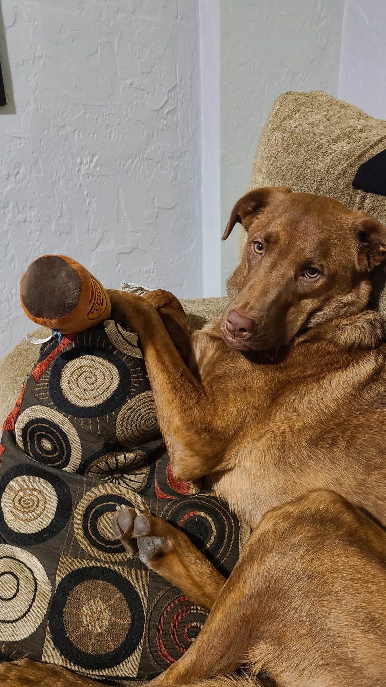 Frankie, an Australian Cattle Dog and Labrador Retriever mix tested with EmbarkVet.com