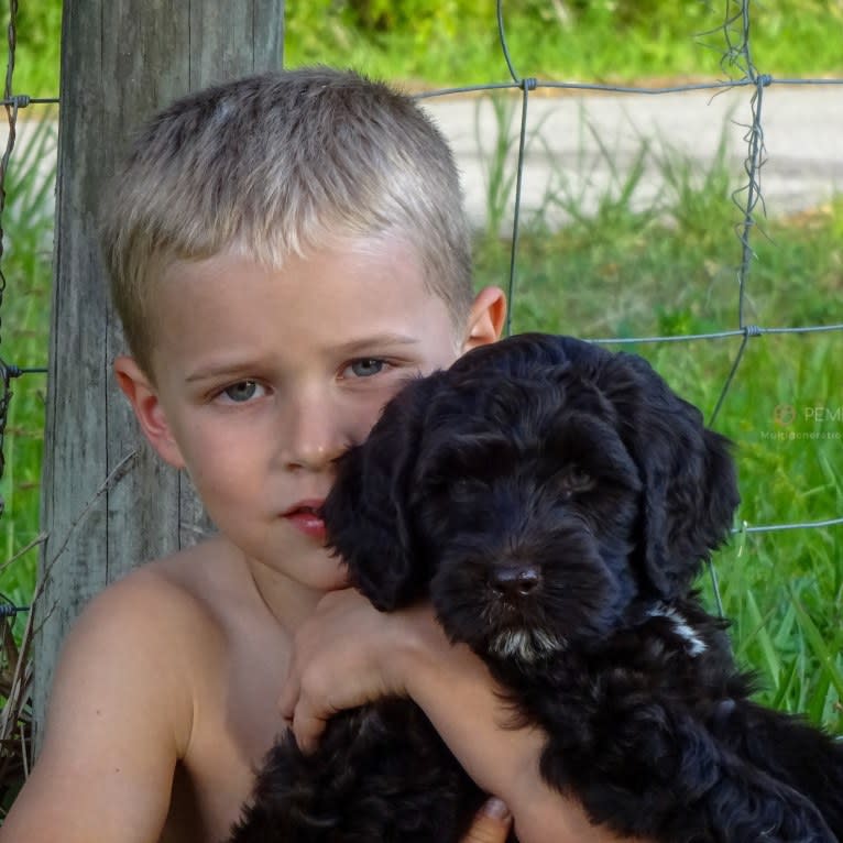 Cosette, a Poodle (Standard) and Poodle (Small) mix tested with EmbarkVet.com