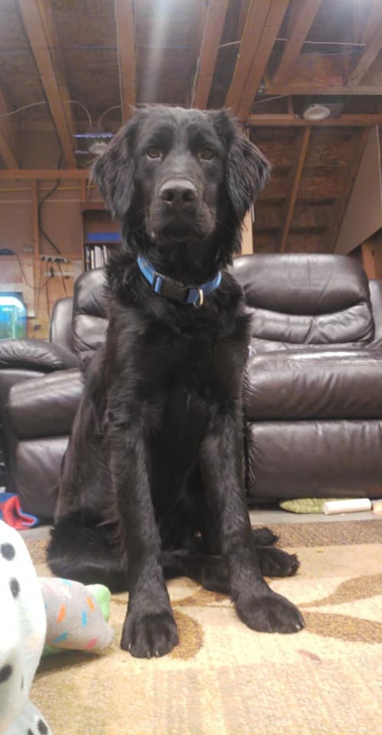 Hawk, an English Springer Spaniel and German Shepherd Dog mix tested with EmbarkVet.com