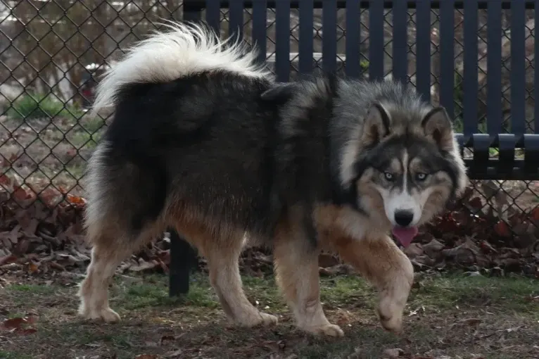 Iroh, a Siberian Husky tested with EmbarkVet.com